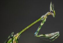 Pokemon Prismatic Evolution: Uncover The Secrets Of Transformation