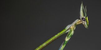 Pokemon Prismatic Evolution: Uncover The Secrets Of Transformation