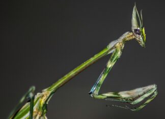 Pokemon Prismatic Evolution: Uncover The Secrets Of Transformation