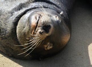 Pacific Sleeper Sharks: Secrets of the South China Sea Revealed