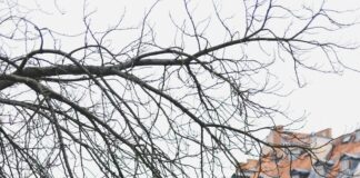 Legia Warszawa Vs Chelsea: Who Will Dominate the Epic Clash?