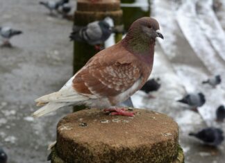 England May Snow Forecast: What to Expect This Winter?