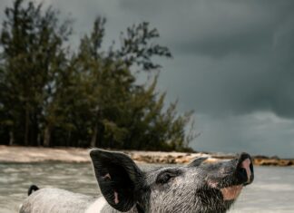 Evie Pig: Discover The Adorable Character Everyone’s Talking About!