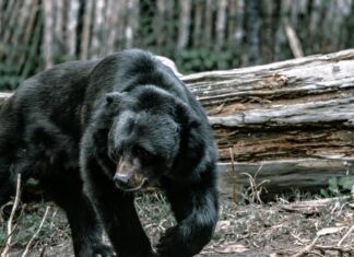 Cast Of Celebrity Bear Hunt: Who’s Joining The Adventure?