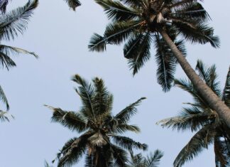 Grow A Garden Roblox: Uncover Secrets To Create A Paradise