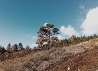 Exeter V Nottingham Forest: Who Will Seize the Victory Today?