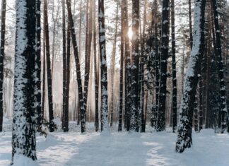 99 Nights in the Forest: What Secrets Will Nature Reveal?