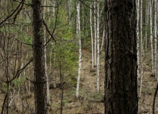 Flixbaba: Discover The Ultimate Streaming Experience Today!